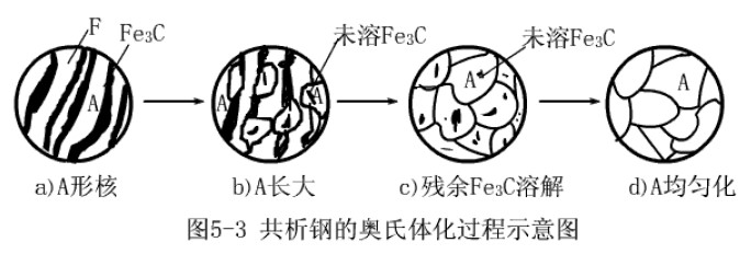 共析钢的奥氏体化过程示意图.jpg